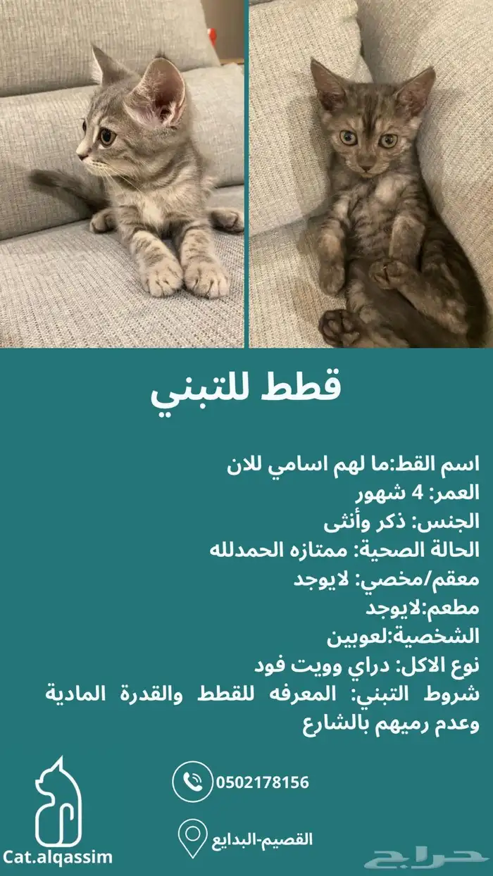 قطط كتن للتبني 0