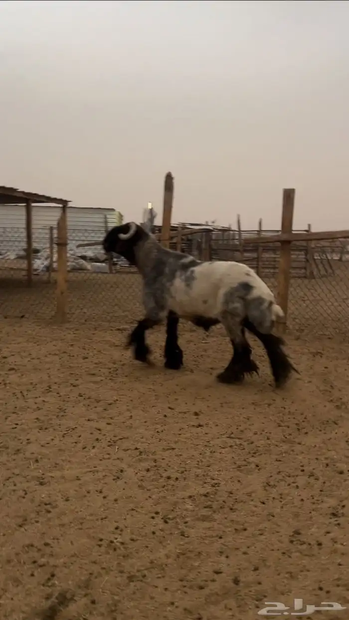 فحل نعيمي 0