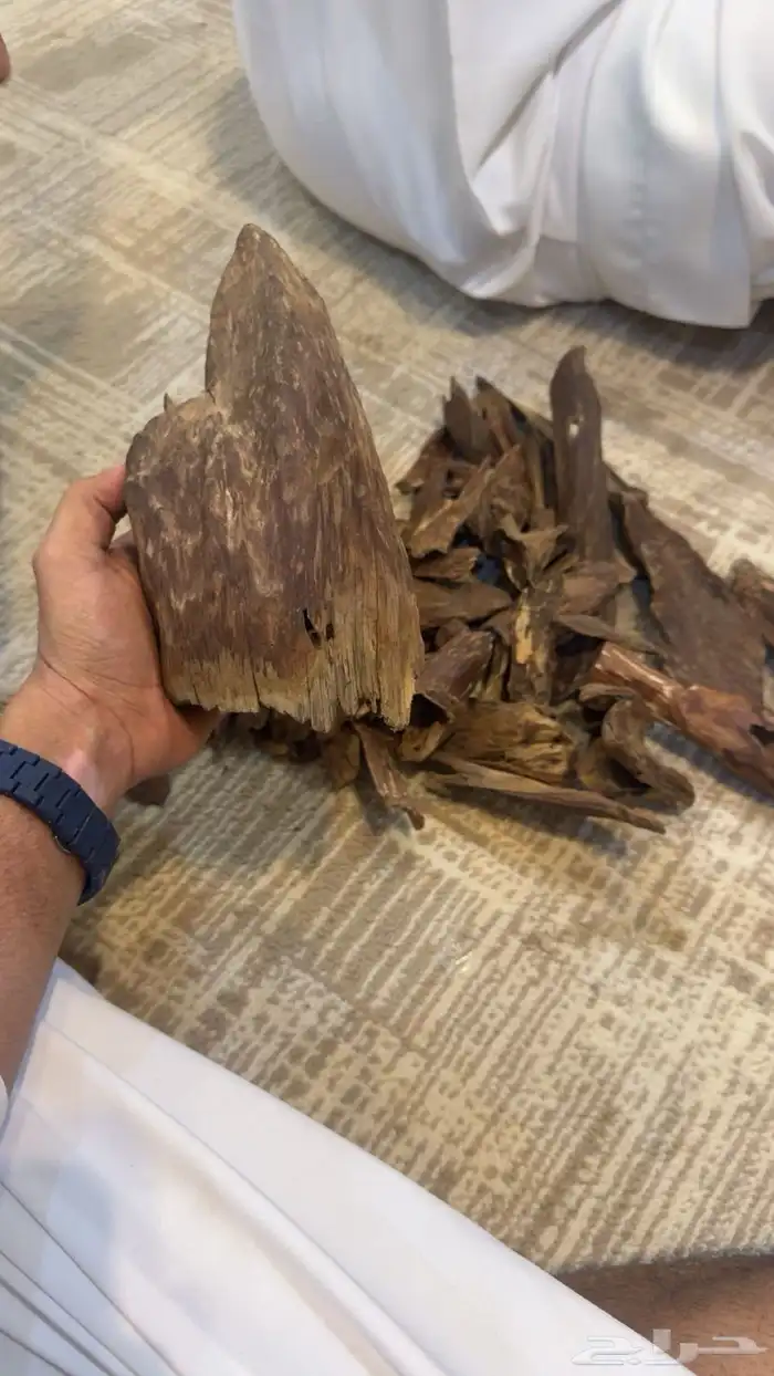عوده 1