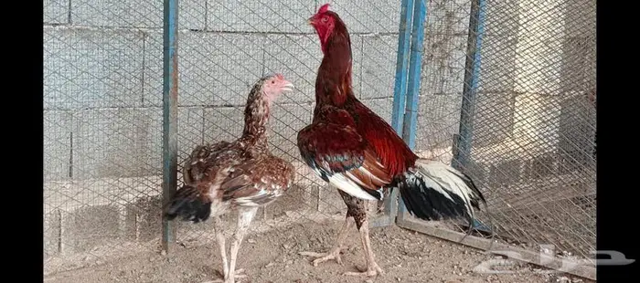 العرض الأول 2