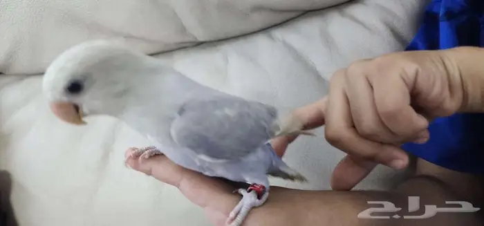 روز اليف جدا 5