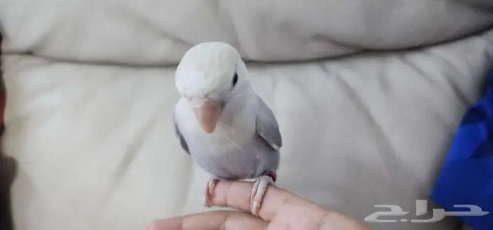 روز اليف جدا 4