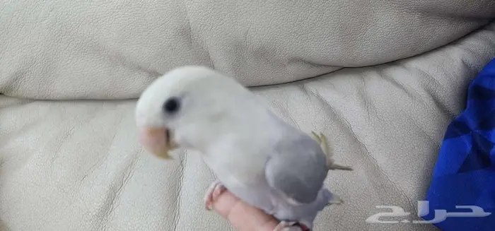 روز اليف جدا 0