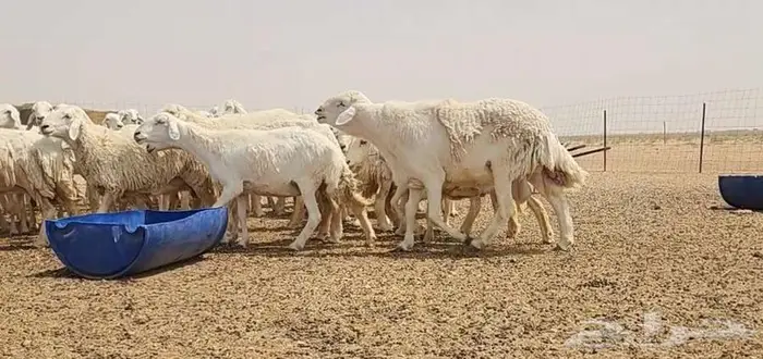 فحل حري صنف فاخر ...فرصة 2