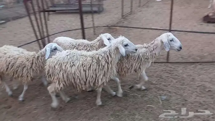 2 طليان 2 رخال على 750 تم البيع 3