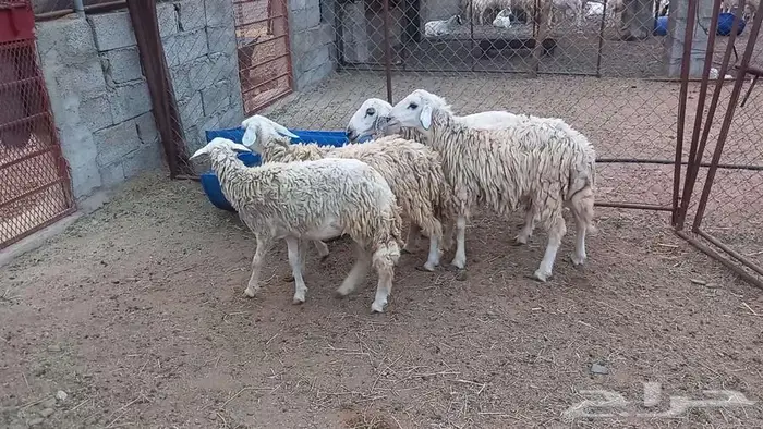 2 طليان 2 رخال على 750 تم البيع 2