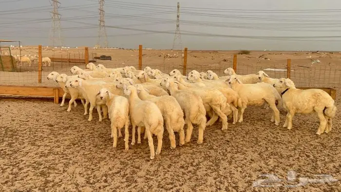 طليان حرية نظيفه ومشروطه من العيب 2