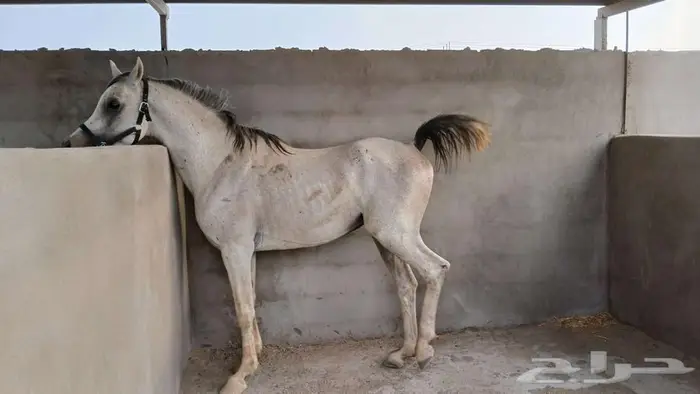 حصان عربي أصيل واهو 2