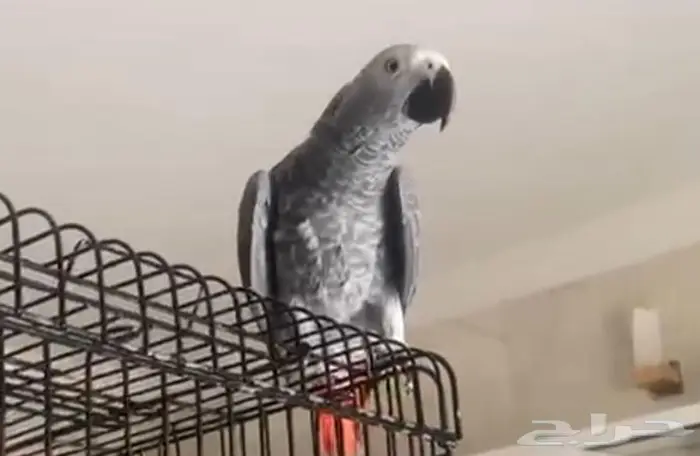 كاسكو ضايع حي السحيلي 1