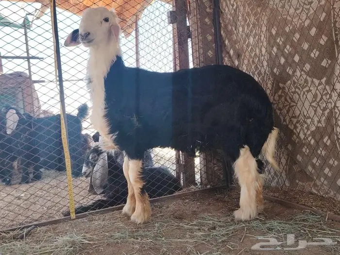 خروق نجدي مشروع فحل شق تويم 2