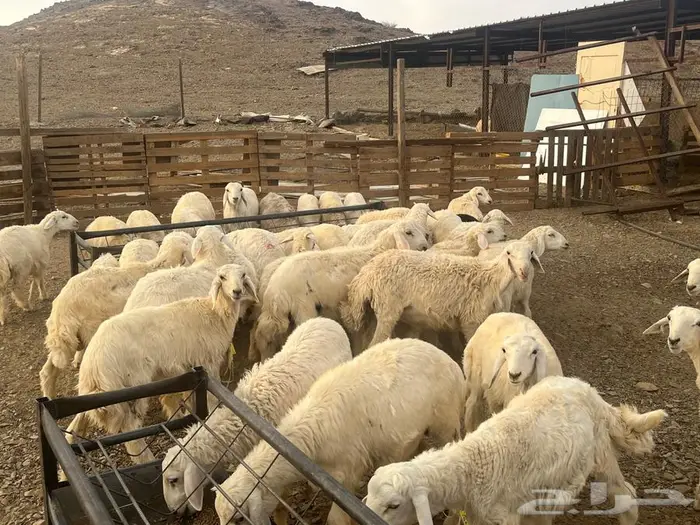 طليان حريات 3