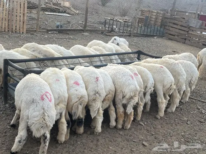 طليان حريات 4