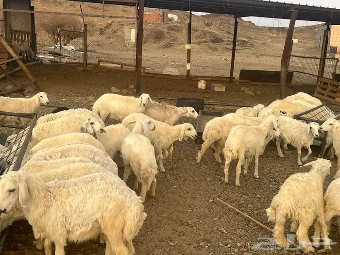 طليان حريات 5