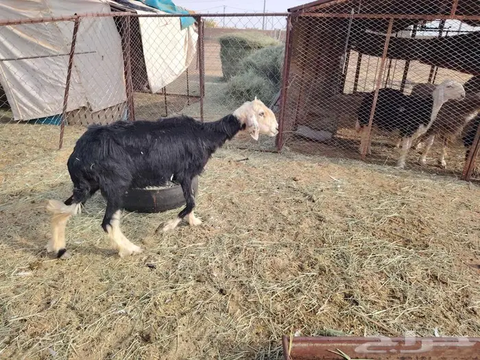 نعجتين نجديات حليب 2