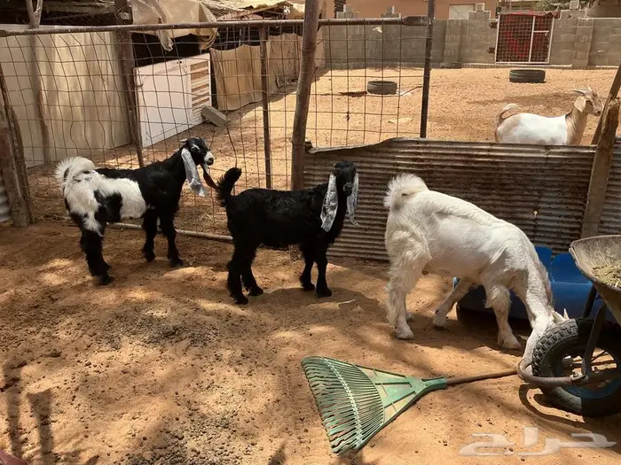 3 تيوس طيبه سمان عمارها خمس 1