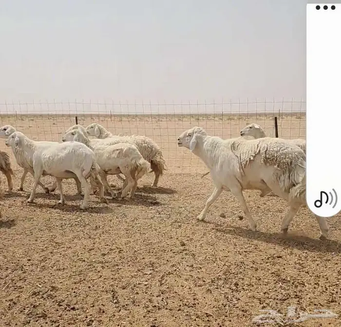 فحل حري صنف فاخر ...فرصة 3