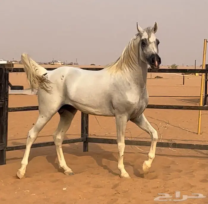 حصان واهو جمال 0