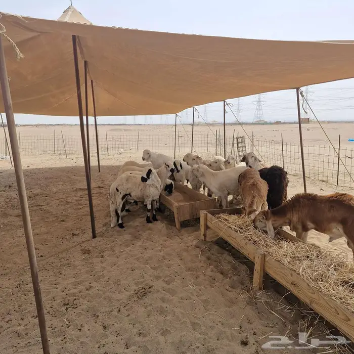 سواكني تربية فاخرة وأوزان عاليه 0