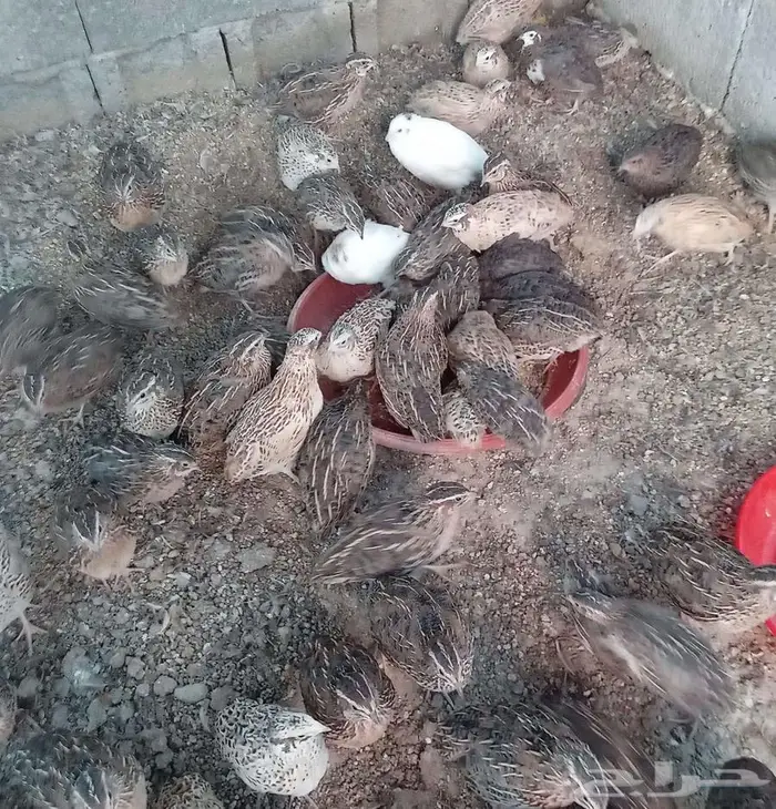 سمان لاحم 0