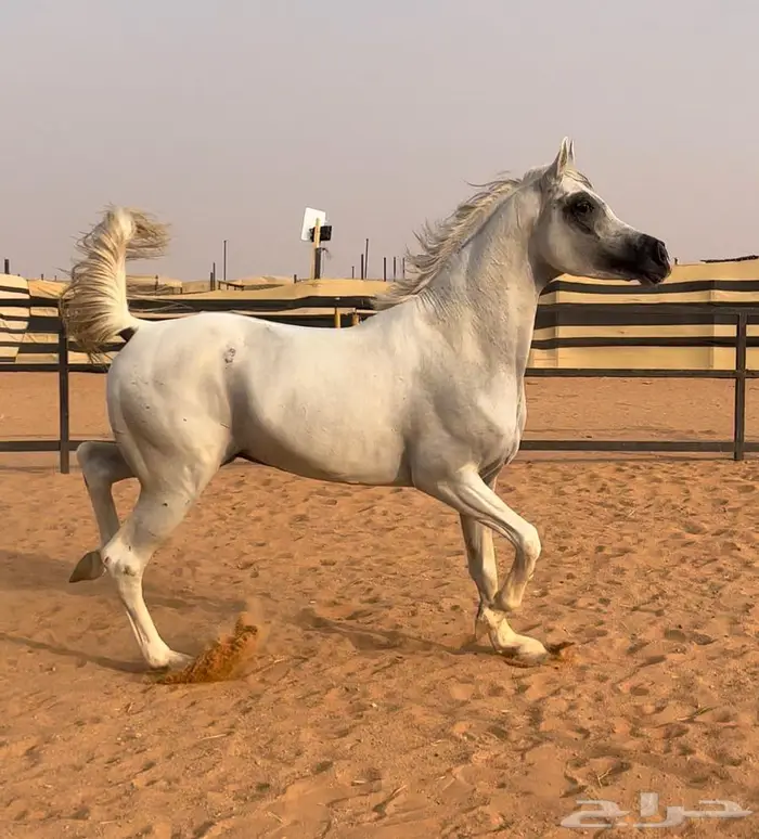 حصان واهو جمال 2