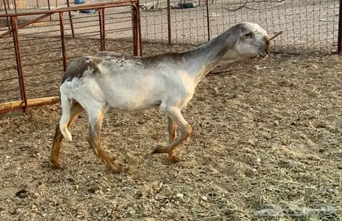 جذعه درمانيه فاخره 2