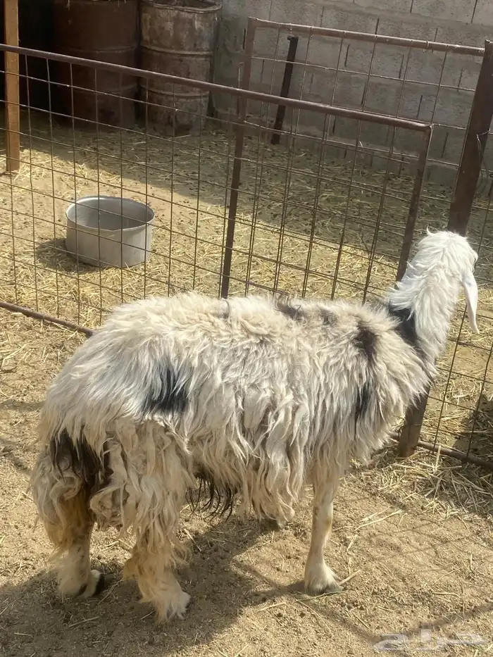 للبيع شاه نجديه  ورخل حريه 0