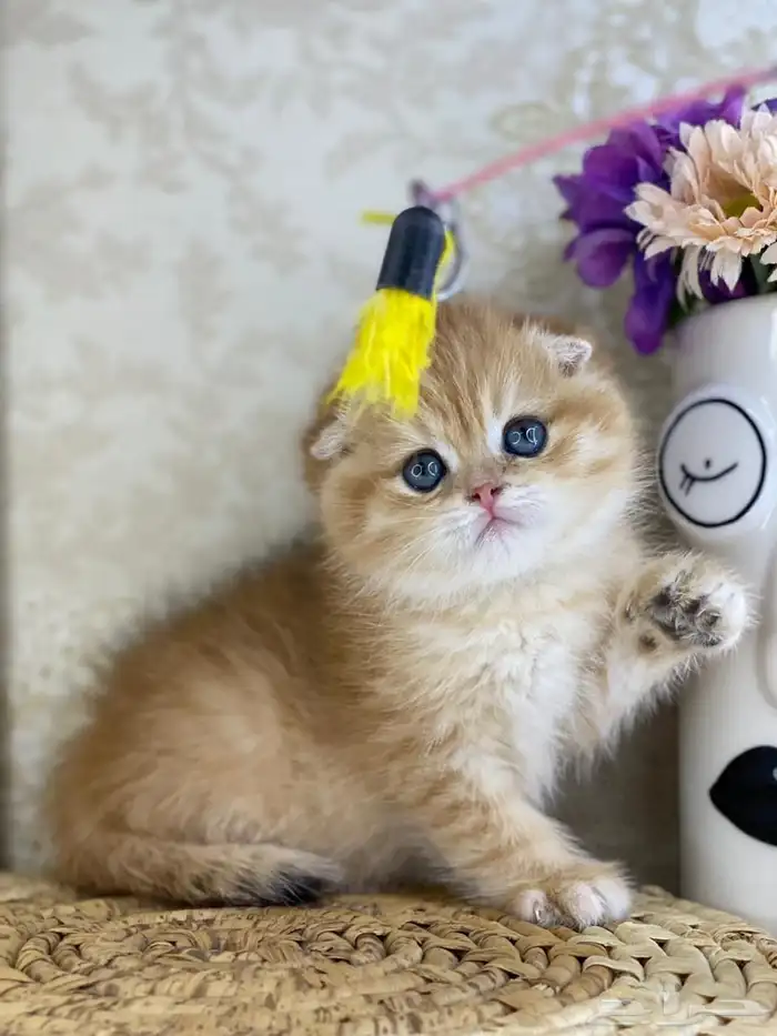 قطط برتش كيتن قطه قطوه قط سكوتش فولد قولد سكوتش ستريت cat 1