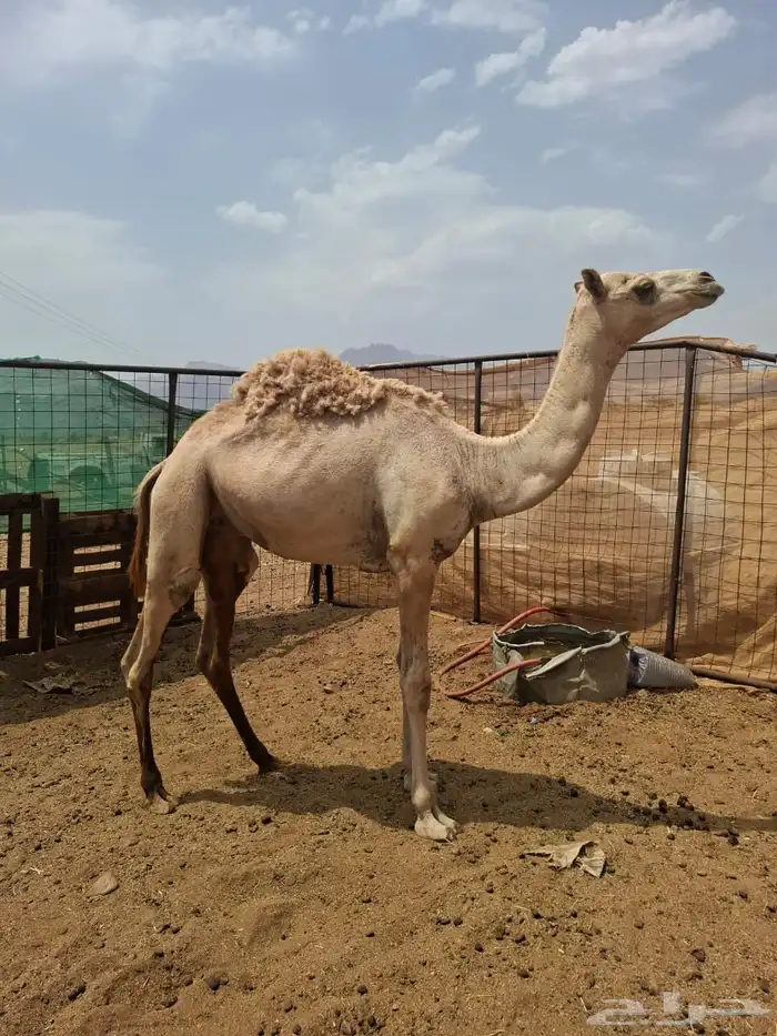 قعود 0