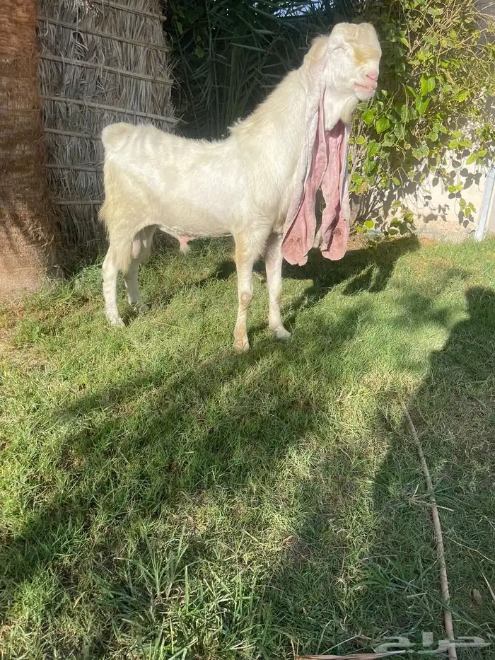 معزا خصم الخصم هولنديات طيبه 4