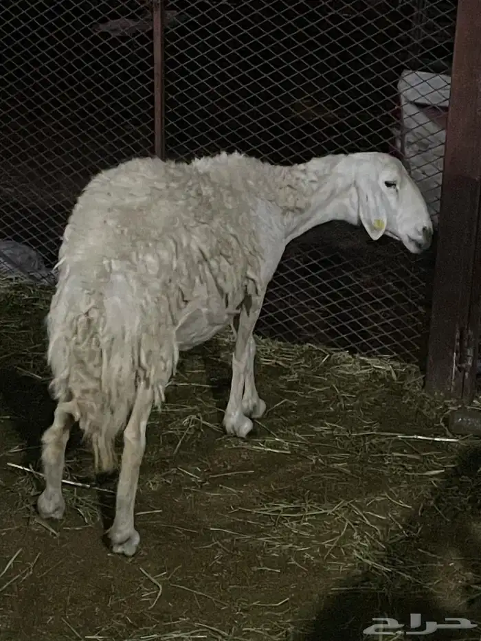 ضأن دفيع وحده خلفه 6