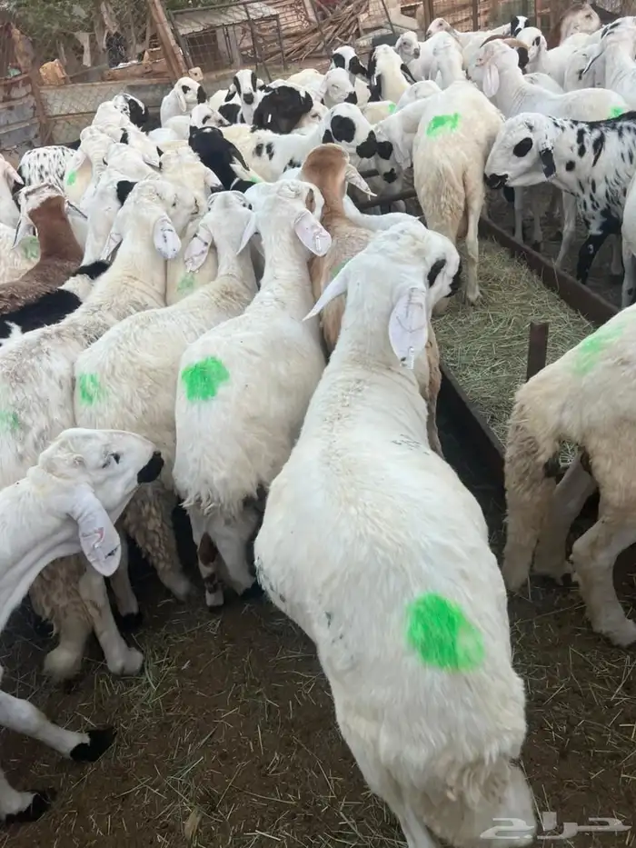 طليان سواكن 5