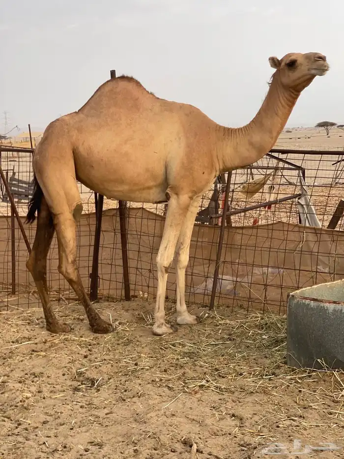 للبيع بكره حايل 0