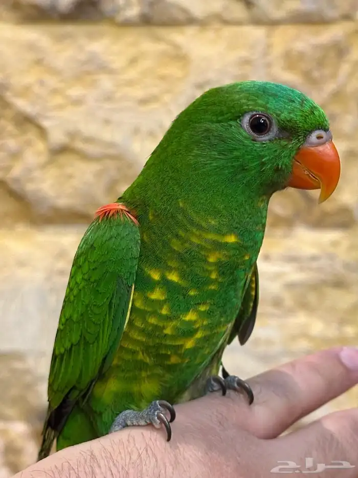 لوري سكالي من النوادر 4