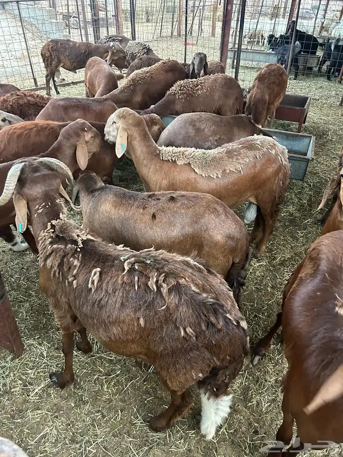 طليان للبيع تربيه 5 شهور 1