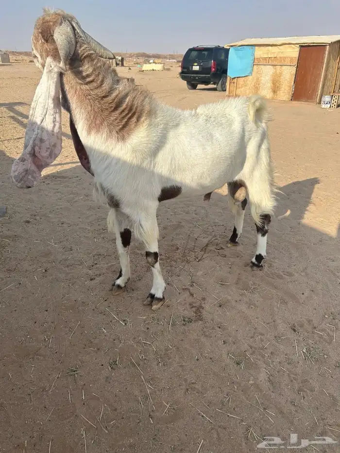 تيس فحل طيب 2