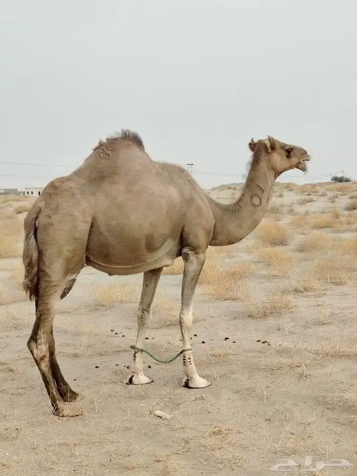 ناقه جنبه 2