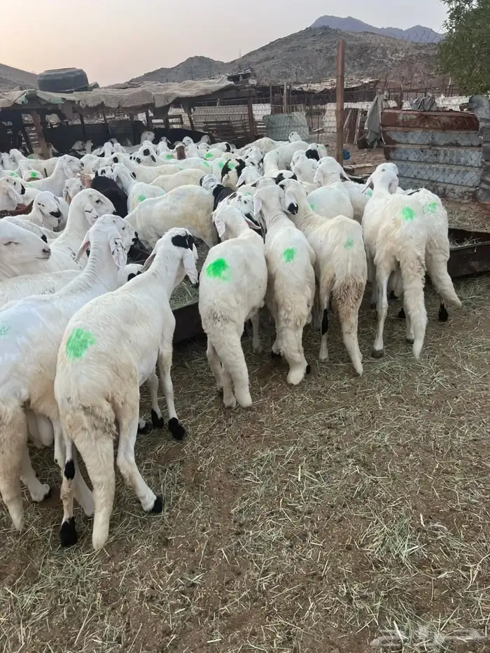 طليان سواكن 9