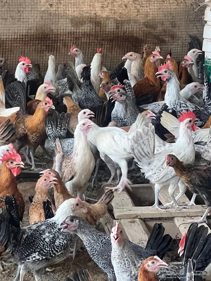 دجاج بلدي العمر ثلاث شهور العدد 200 تزيد او تنقص 3