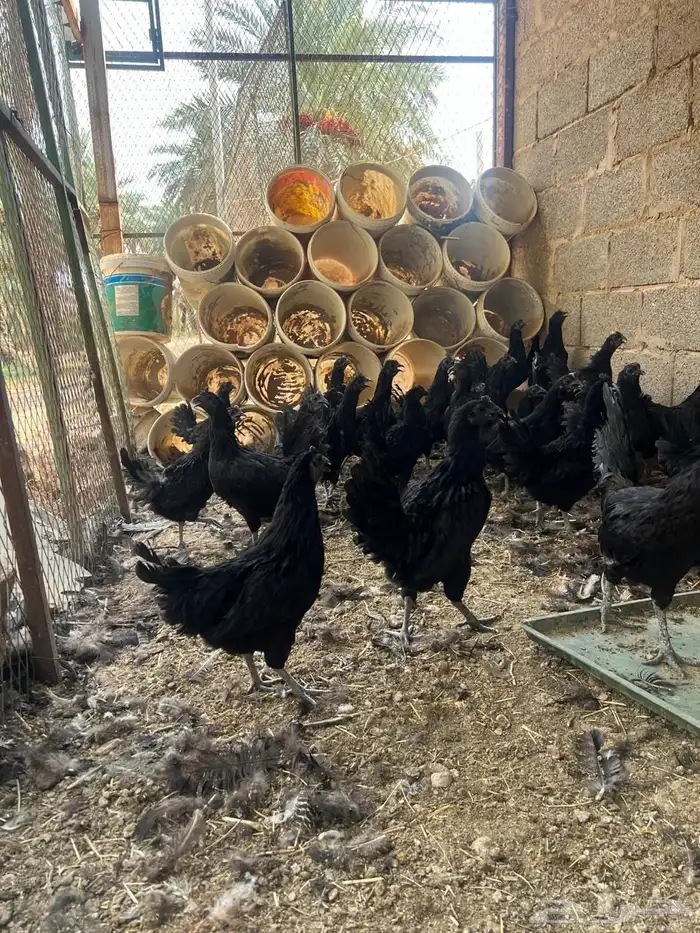 دجاج اندنوسي بياض العدد 30 2