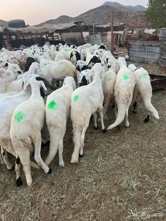 طليان سواكن 8