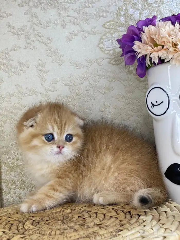 قطط برتش كيتن قطه قطوه قط سكوتش فولد قولد سكوتش ستريت cat 0