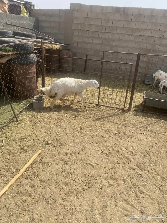 للبيع شاه نجديه  ورخل حريه 4