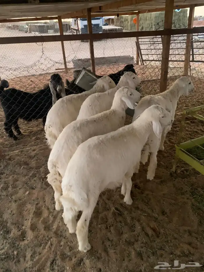 ذبايح حريات 1