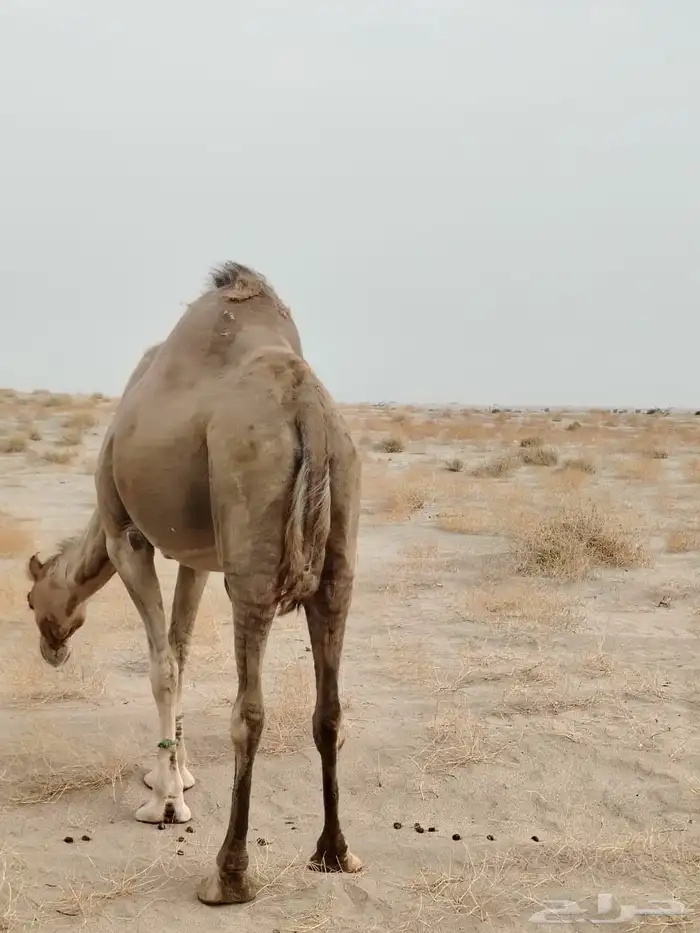 ناقه جنبه 1