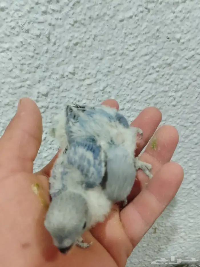 فروخ روز جاهزات للغر  العدد محدود 1