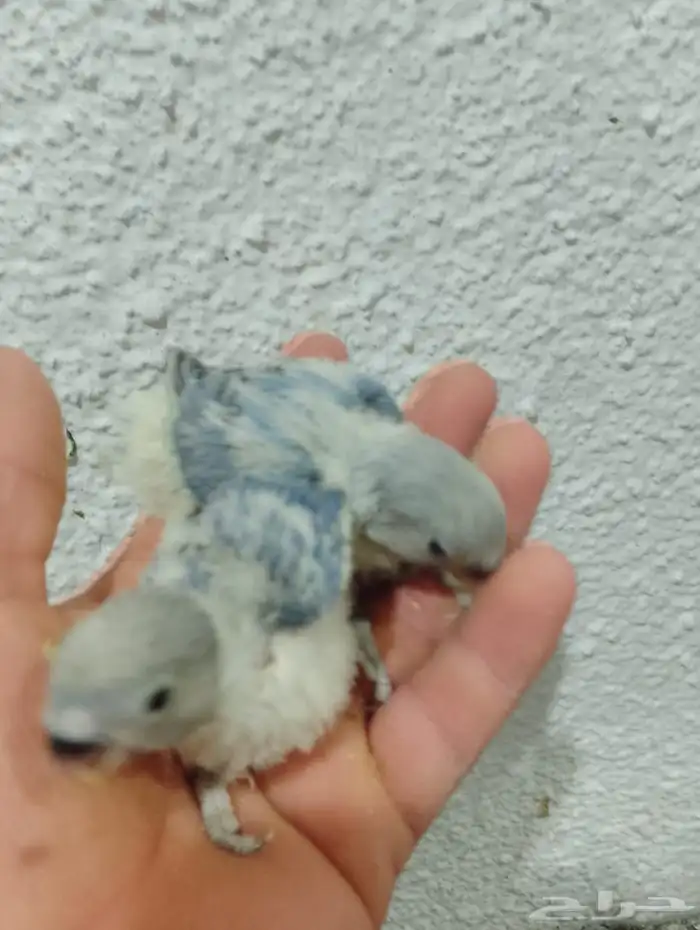 فروخ روز جاهزات للغر  العدد محدود 0