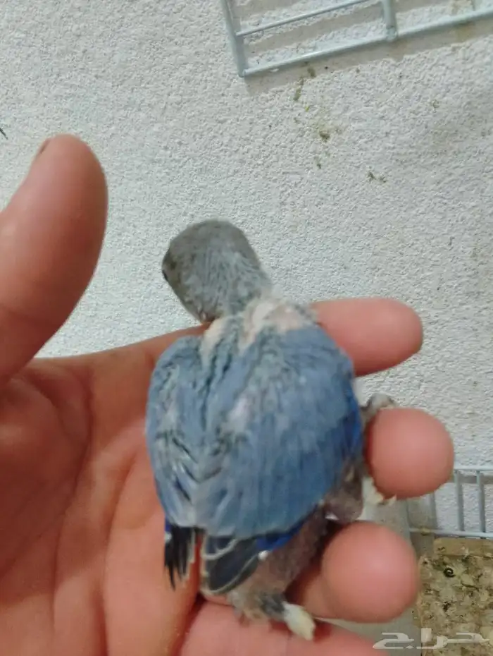 فروخ روز جاهزات للغر  العدد محدود 3