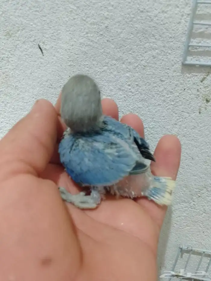 فروخ روز جاهزات للغر  العدد محدود 2