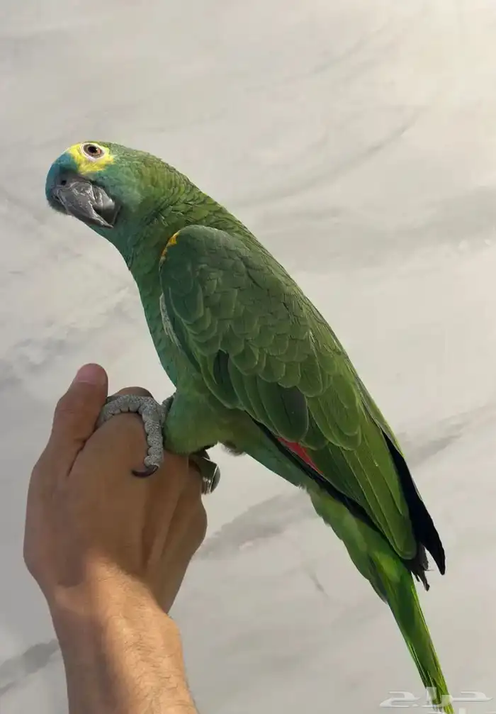 بلوفرنتد كبتن لعشاق الأمزونيات ( تم البيع ) 0