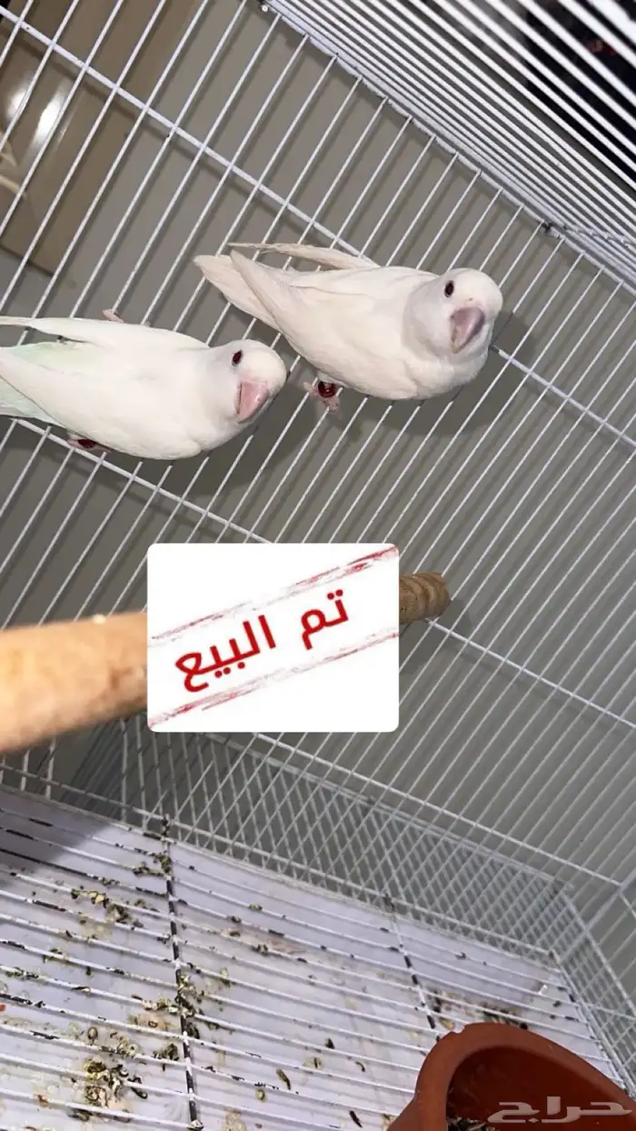 تم البيع زوج روز البينو صافي ( عيون حمراء ) 0